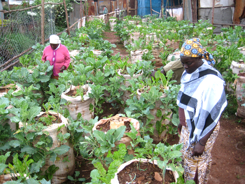 Urban gardens are helping in cleaning the environment by absorbing toxins and harmful gases which have been blamed for the rising cases of diseases like cancer. photo/flickr