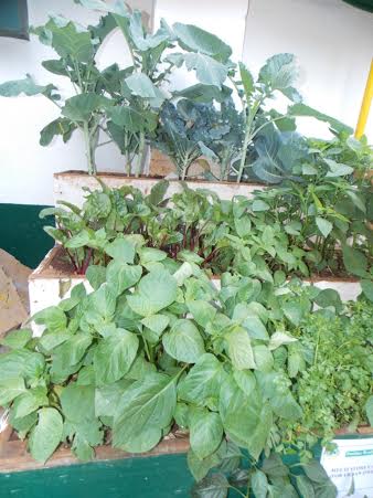 Multipurpose gardens are becoming common in East Africa for occupying smaller space. photo/farmbiz