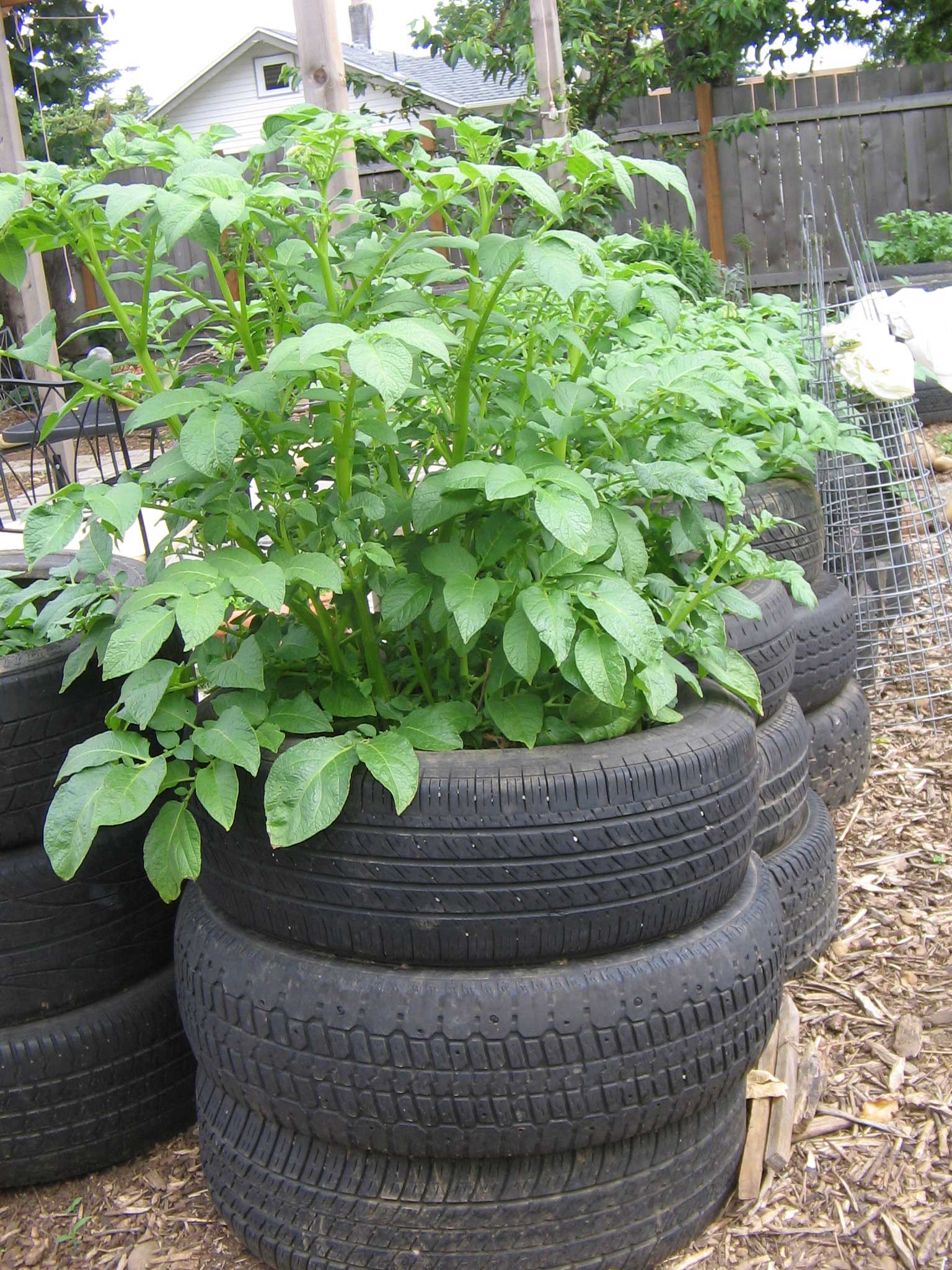 Tyre gardens are gaining grounds in across East Africa. photo/Renee Wilkinson