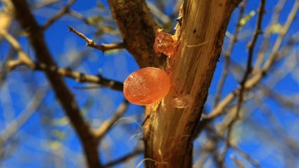 Gum Arabic
