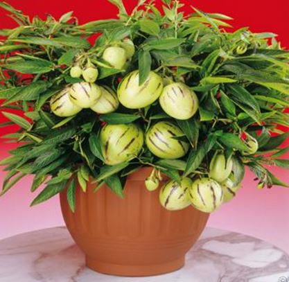 potted pepino plant.JPG