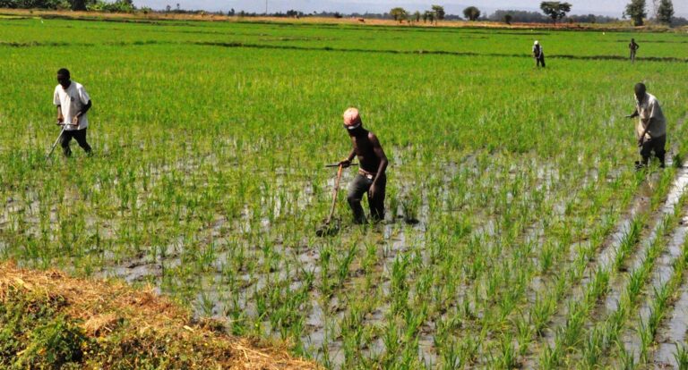 Mwea Rice.JPG