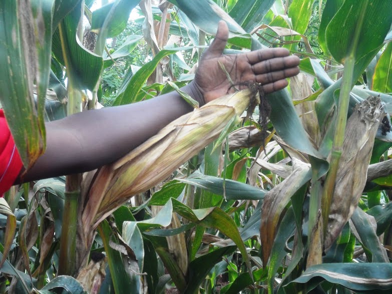 maize.JPG
