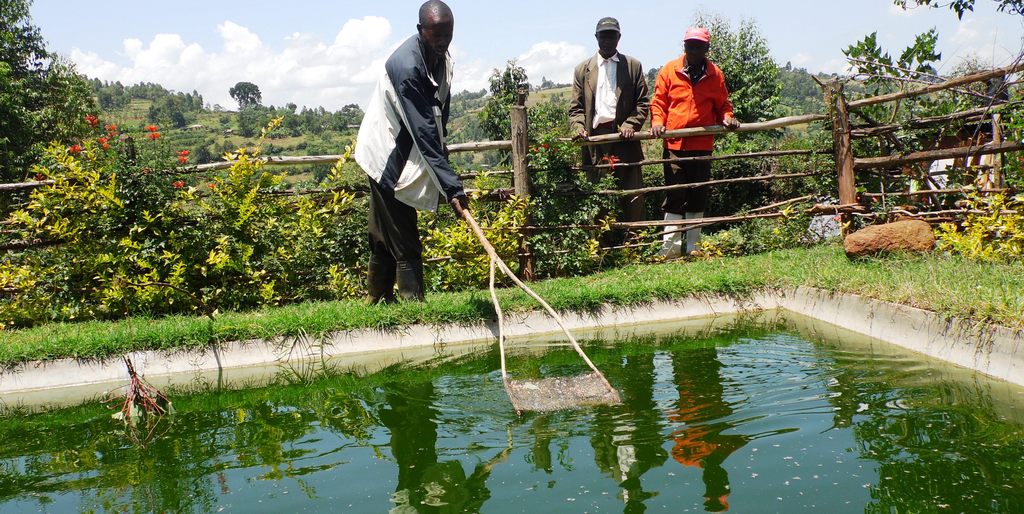 FishpondNyambaneMangera.EzekielNdege.DavidAtuyaNyamira.Laban.JPG