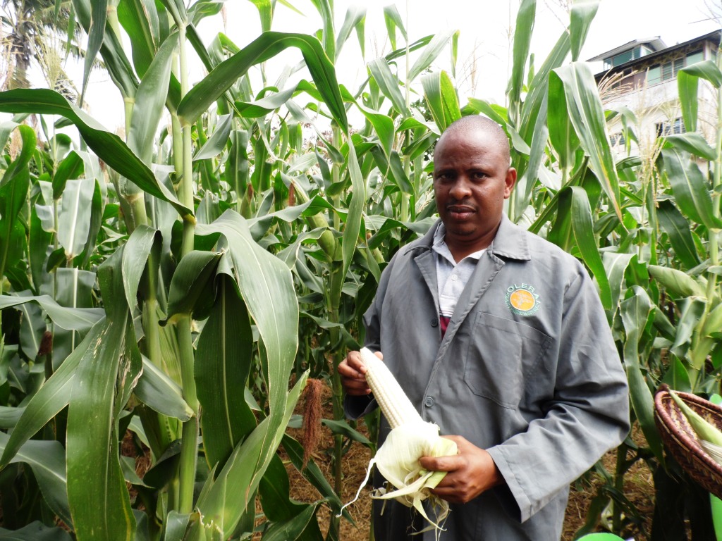 Maize green Osman Jumbe Mombasa ASK by Laban Robert.JPG
