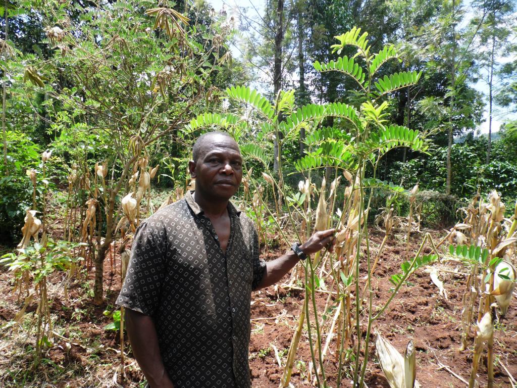 Tephrosa vogilii tree. james Mocheche Nyamira.JPG
