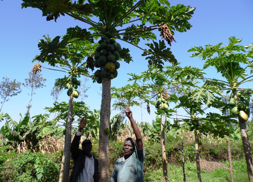 pawpaw Magwagwa Nyamira by Laban Robert.JPG
