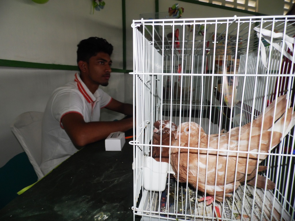 Pigeons exotic Mustafa Adamjee By Laban Robert.JPG