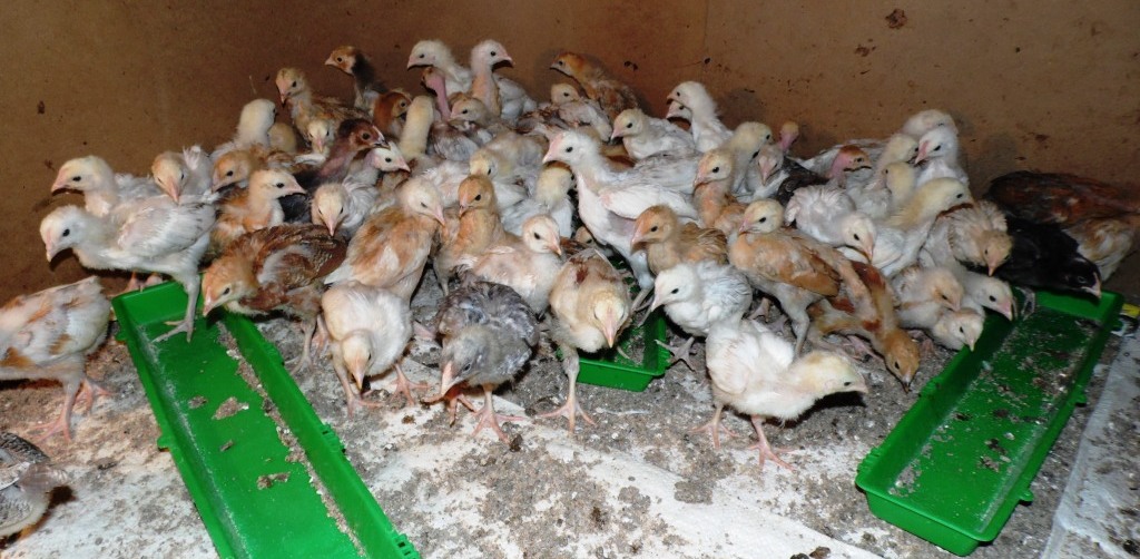 CHICKS, Mary Poultry farm, nakuru, by Laban Robert.JPG