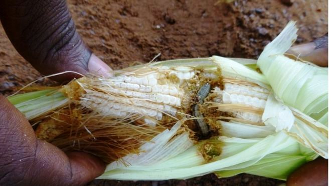 fall army worm by BBC.jpg