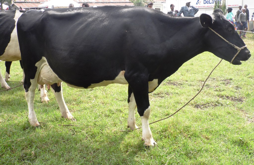 DairycowNakuruASKShowByLabanRobert.JPG