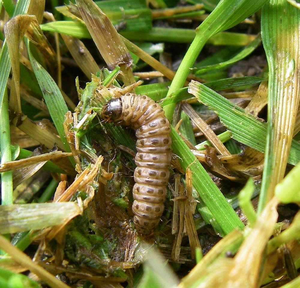 FAW.jpg