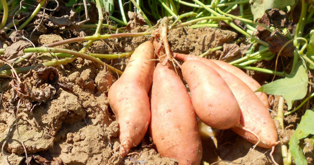 sweet potato farming