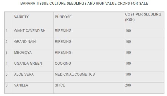 tissue culture table.JPG
