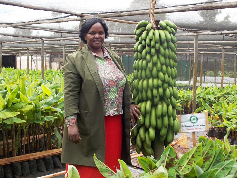 Kalro banana.jpg