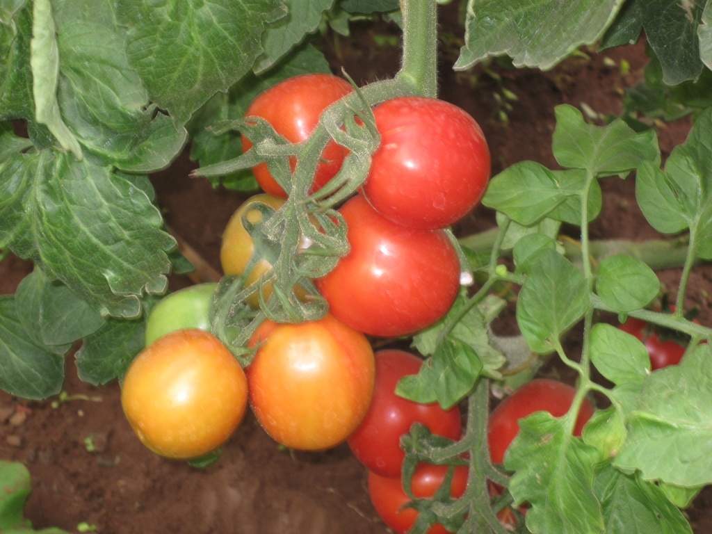 STAR 9065 F1, Nairobi International Trade Fair.JPG