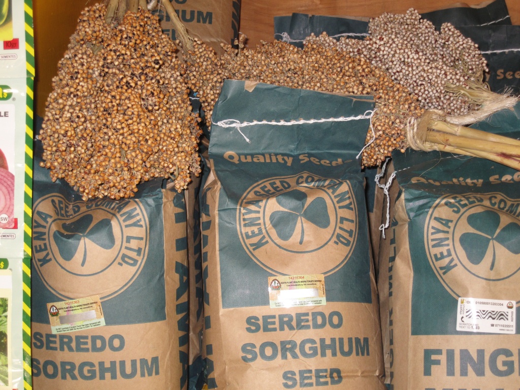 Sorghum.JPG