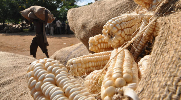 harvestedmaize.jpg