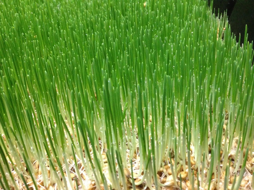 hydroponic fodder.jpg