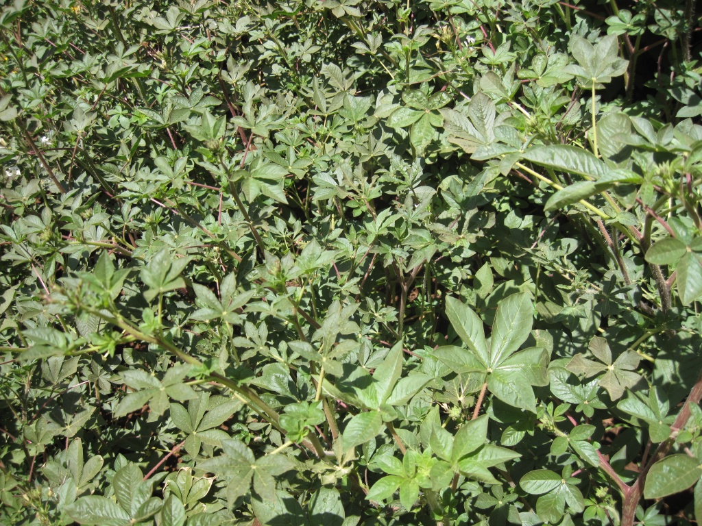 spider plant-Nairobi International Trade Fair.JPG