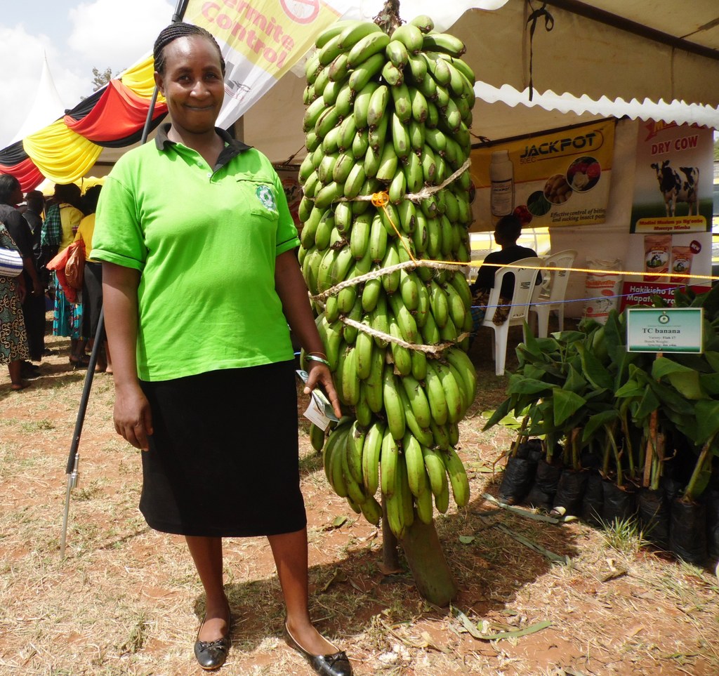Banana giant Naomi Wahu by Laban Robert.JPG