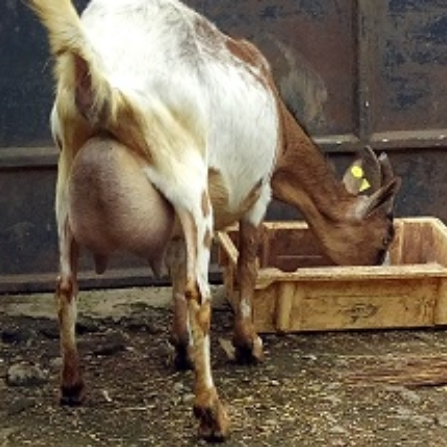 dairy goat.png
