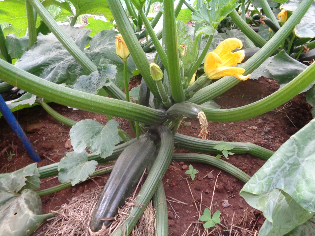 Zucchini.JPG