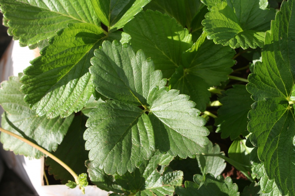 strawberry leaves.jpg