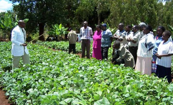 Cow peas photo by MKU Copy
