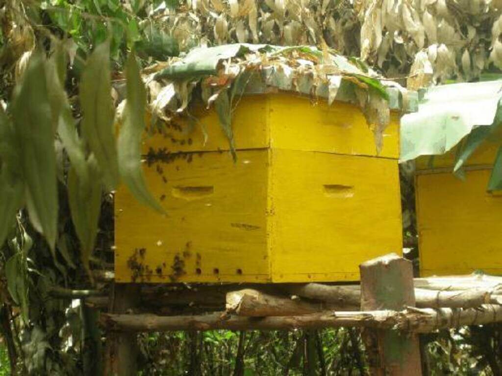 bee hive