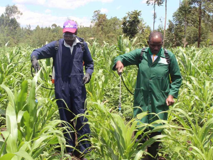 fall armyworm spraying