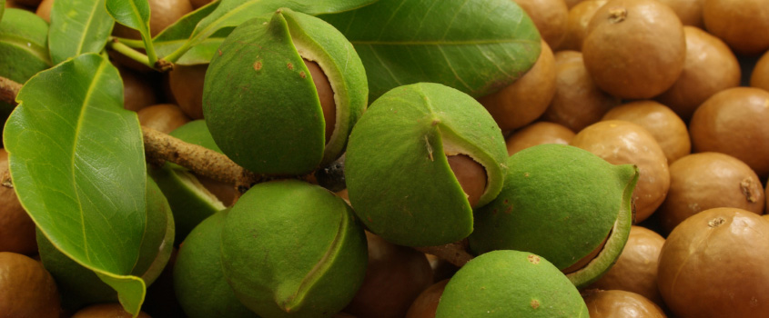 macadamia nuts