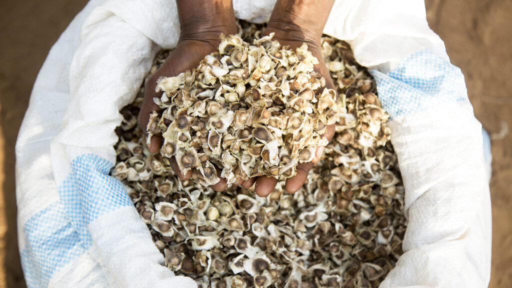 moringa seeds