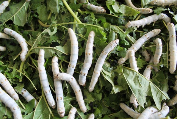 silk worms