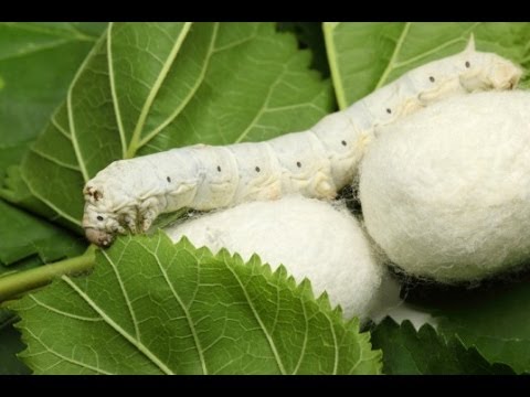 silkworm