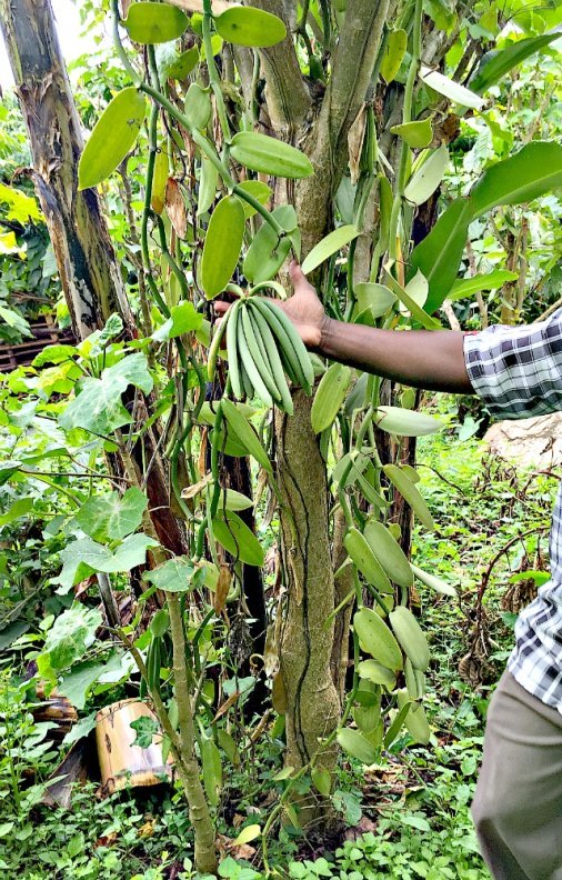 vanilla plant