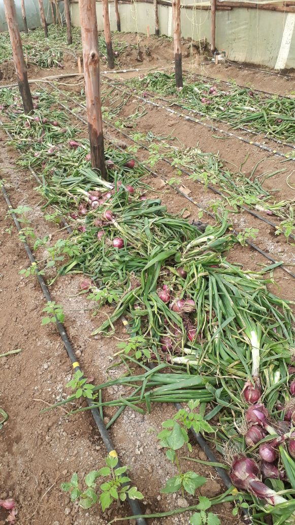 curing onionharrison naivasha