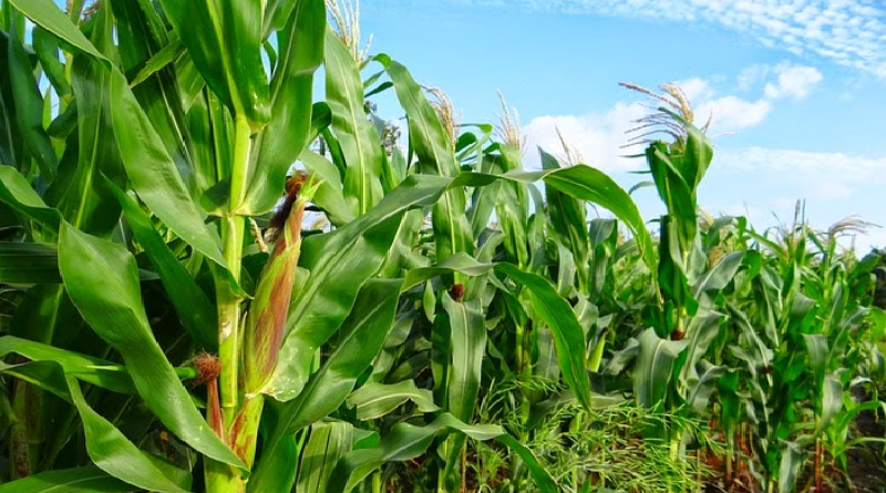 maize green