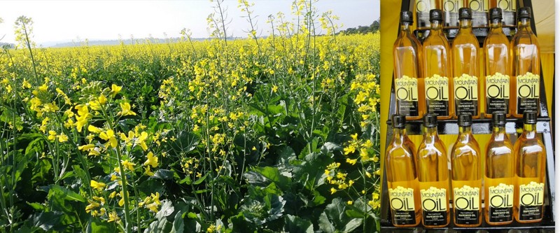canola farming farmlink kenya