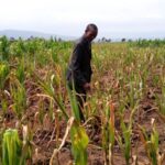 KOECH INSPECTING MAIZE affected by drought