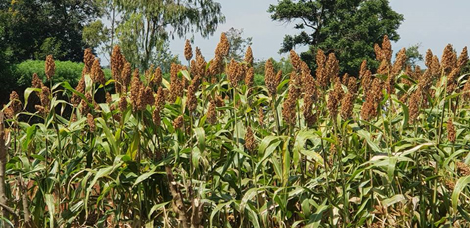 finger millet rarieda