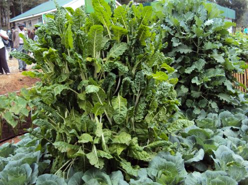 multistorey garden