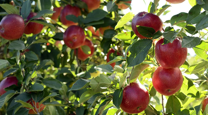 apple