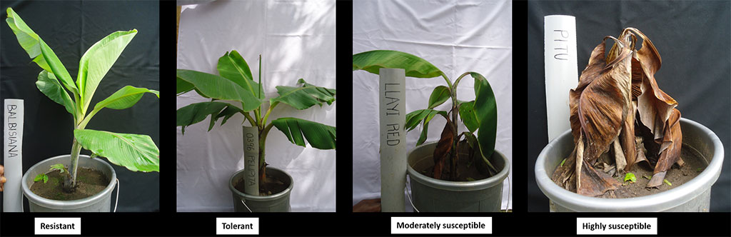 Early ripening and rotting of banana