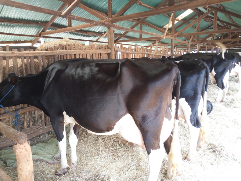 Friesian dairy cows
