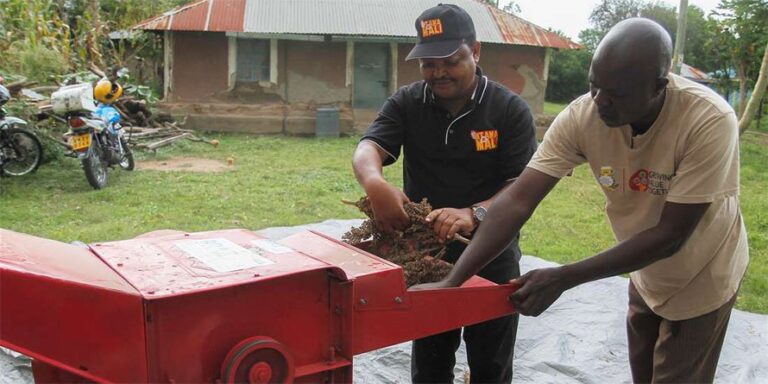 sorghum threshing machine