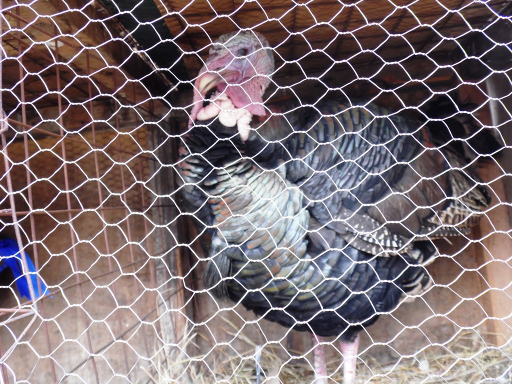 turkey kisii