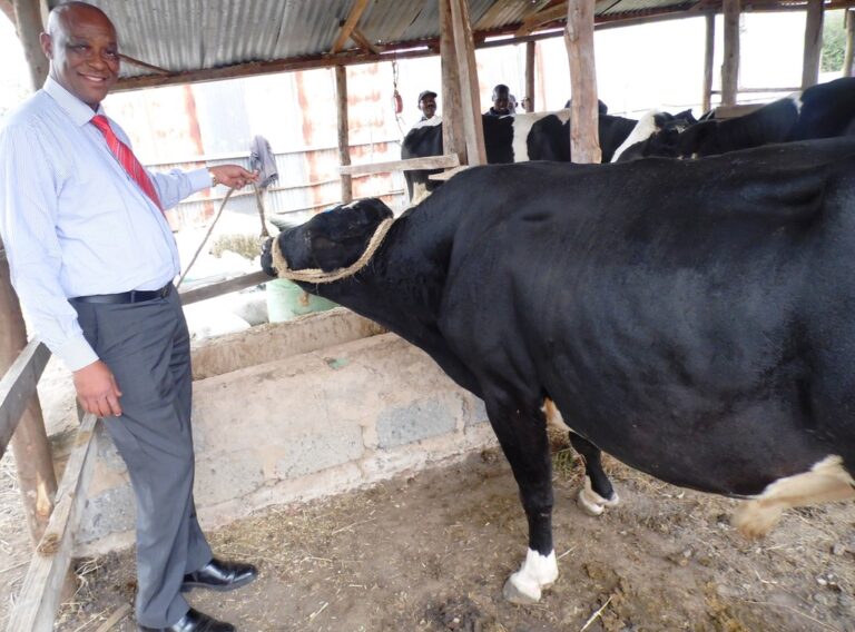 Musau dairy farmer