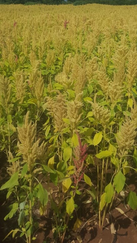 amaranth farm