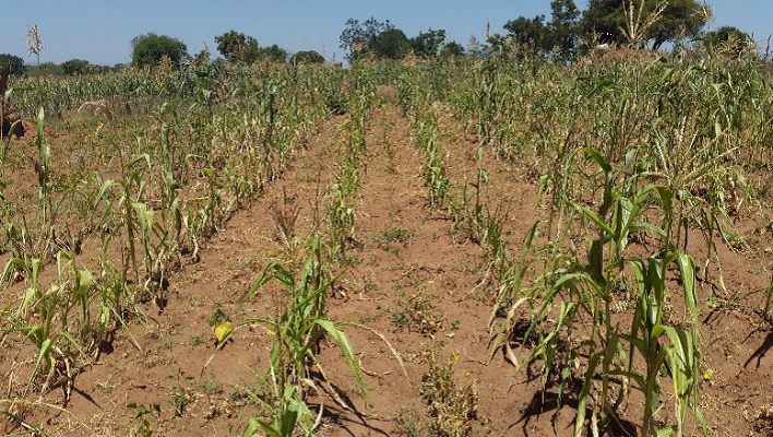 maize intercropped with beans